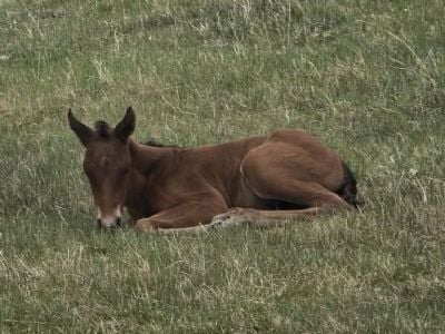 Paddys Gin Toto JW<BR>AQHA PENDING